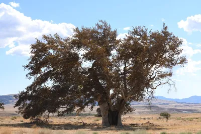 DSC_2314 (Large).JPG